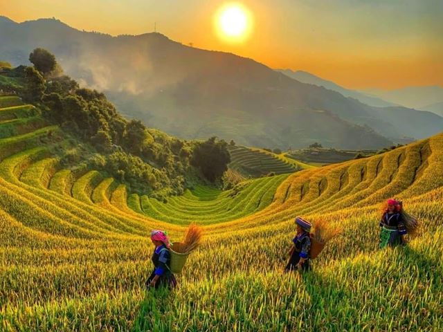 Risaie in Vietnam: dove e Quando Andare per Vederle (Guida 2026)