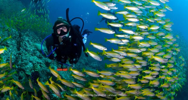 Immersioni in Thailandia: Guida ai Migliori Siti di Diving nel 2026