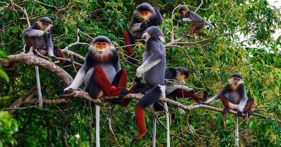 Parco Nazionale di Cuc Phuong: La Foresta Pluviale più Antica del Vietnam