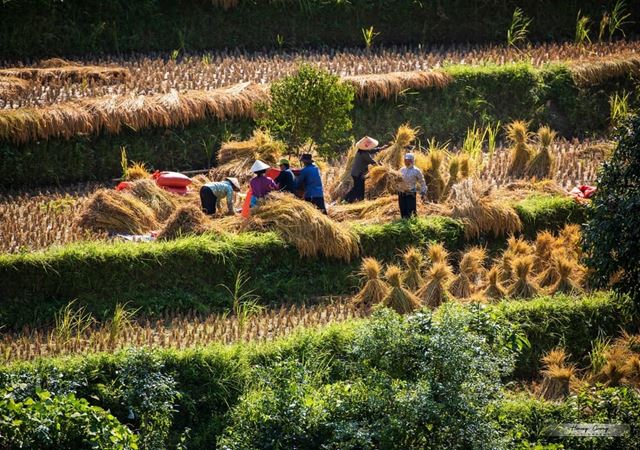 Hoang Su Phi: Il Segreto Meglio Custodito del Nord del Vietnam