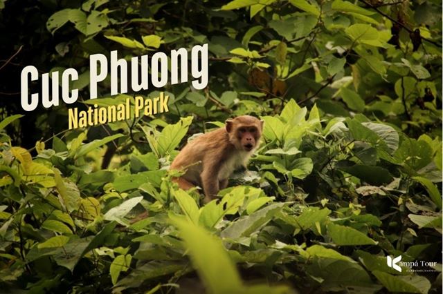 Parco Nazionale di Cuc Phuong: La Foresta Pluviale più Antica del Vietnam