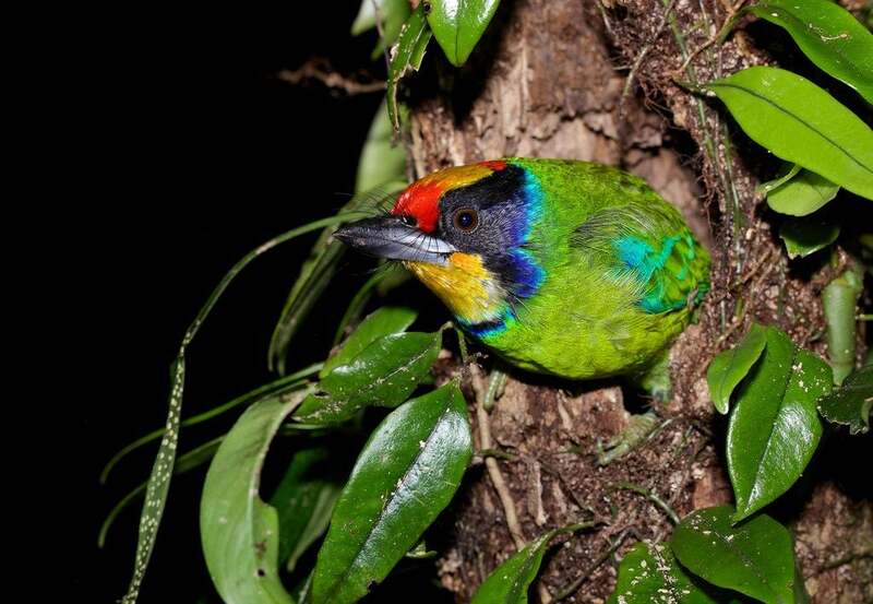 Una rara specie di uccello nel Parco Nazionale di Cuc Phuong