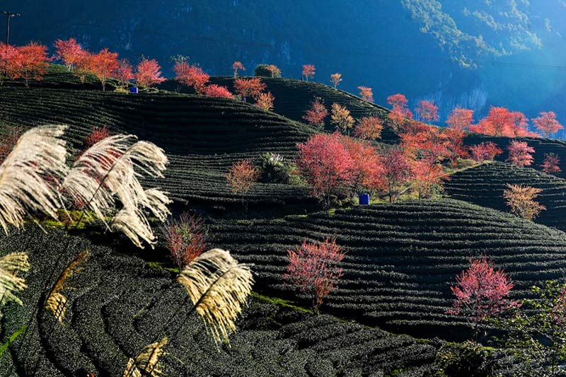sapa oolong hill