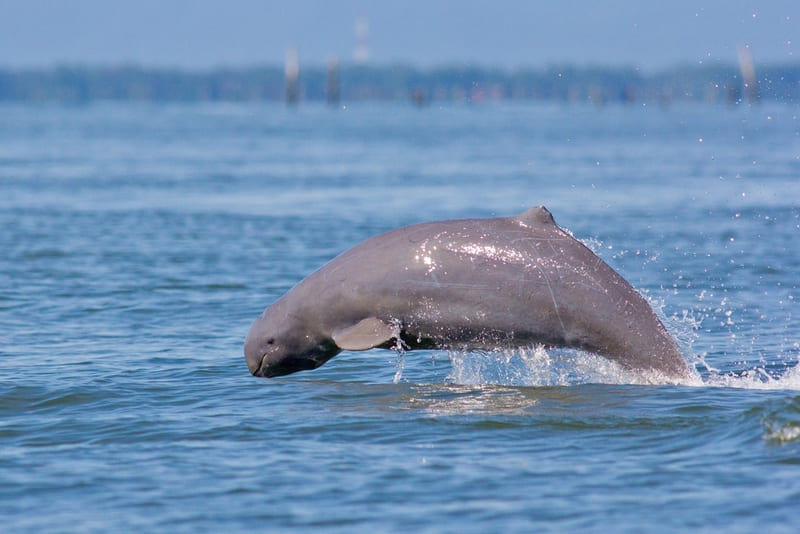 Kratie, la casa dei delfini d'acqua dolce della Cambogia