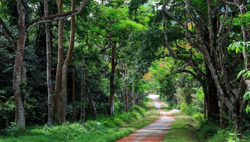 Il Parco nazionale di Cuc Phuong è stato il primo parco nazionale del Vietnam