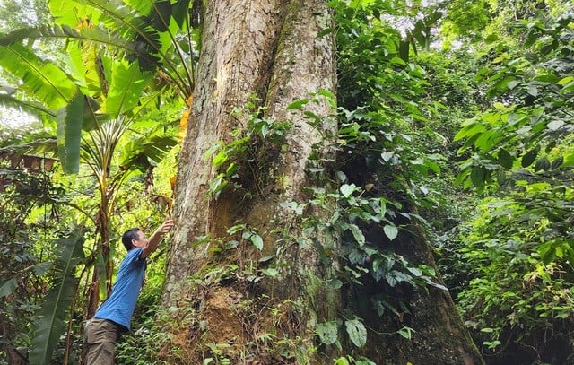 Un albero gigante nel cuore del parco nazionale