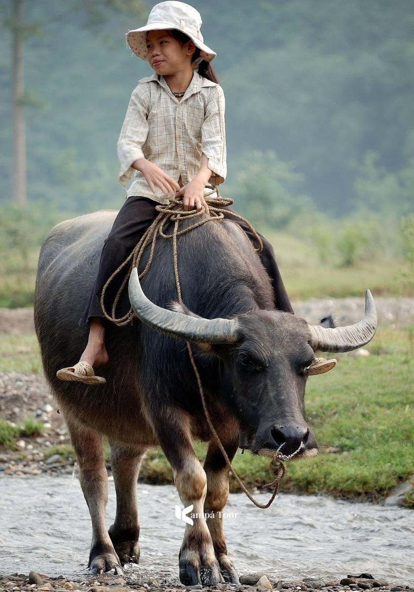Un momento tranquillo di vita rurale mentre una bambina di etnia Tay cavalca un bufalo d'acqua attraverso la valle di Phong Nam.