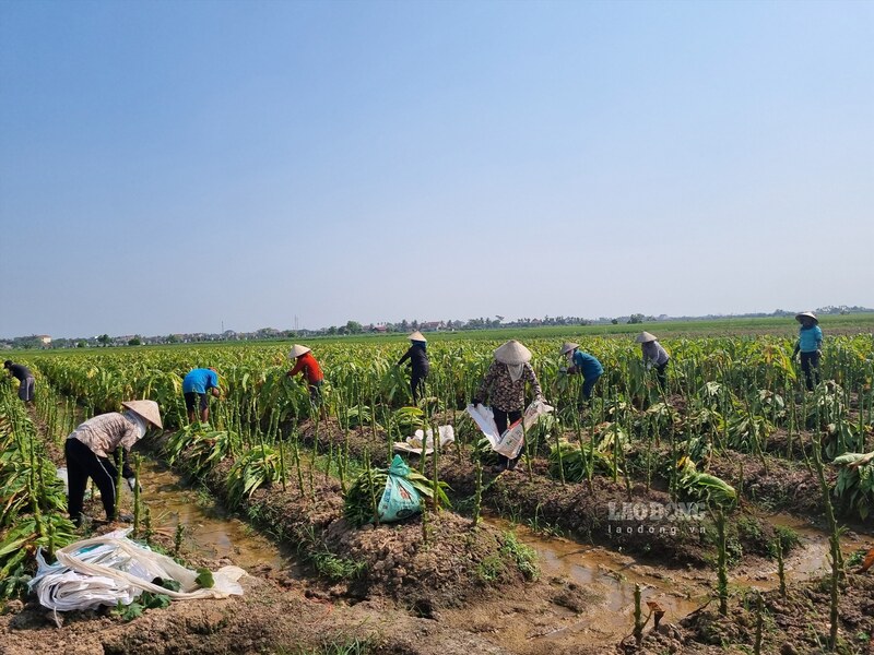 Raccolta del tabacco a Pu Luong