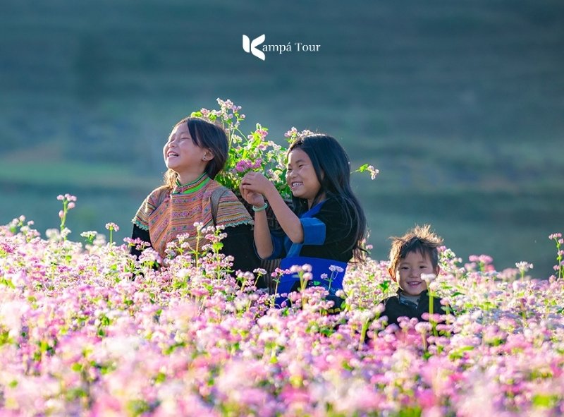 Le colline di fiori di grano saraceno sono profumate e dolci