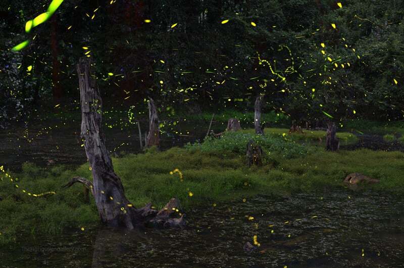 Safari notturno a Cuc Phuong