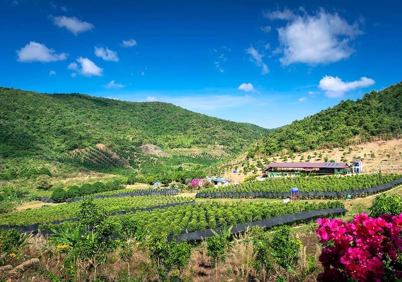Piantagione di pepe a Kampot