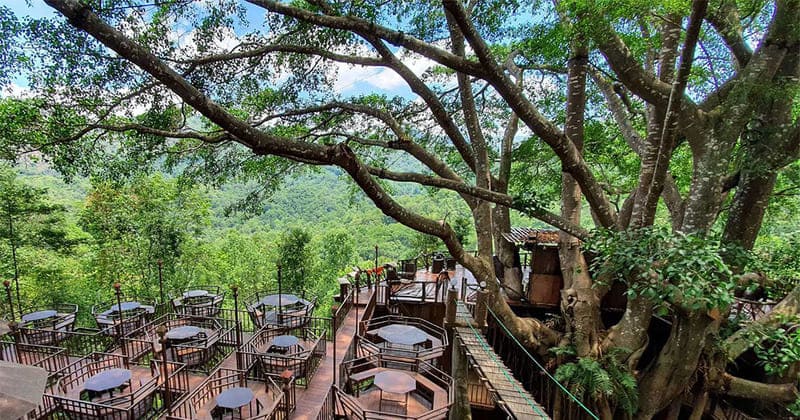 Il caffè arroccato su un vecchio tronco al The Giant Chiang Mai