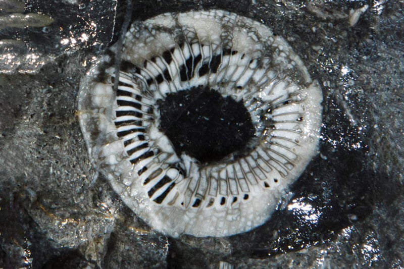Mostra di fossili