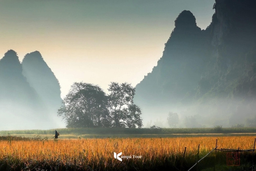 Stagione del riso dorato nella valle di Phong Nam