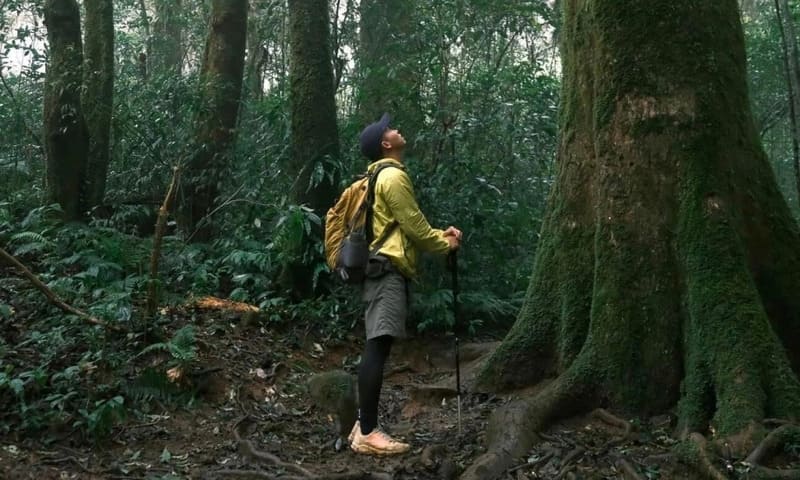 cuong guida locale
