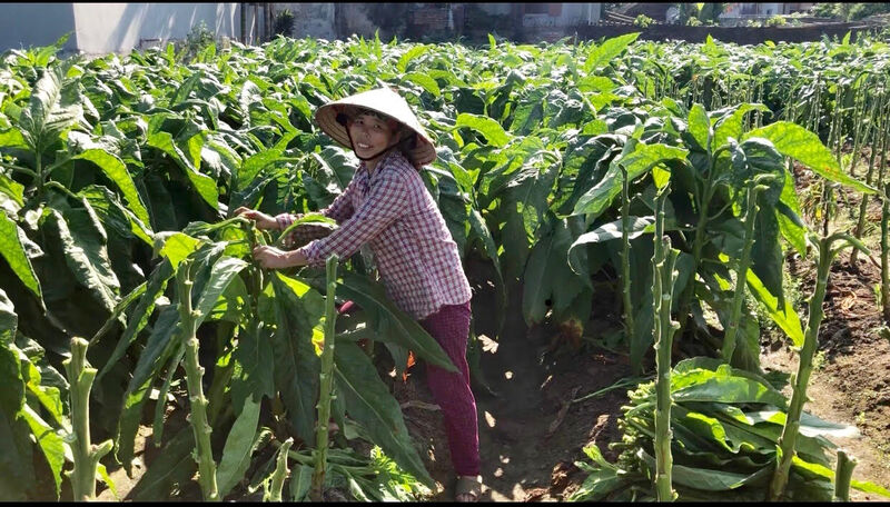 Giardino di tabacco vietnamita