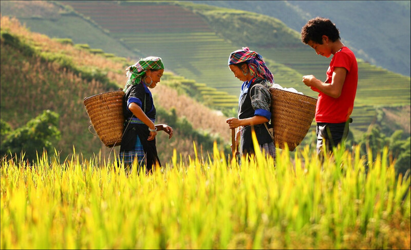 Stagione del riso dorato a Ha Giang