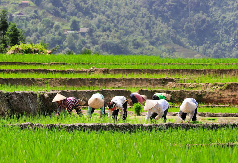 Stagione del riso verde a Ha Giang