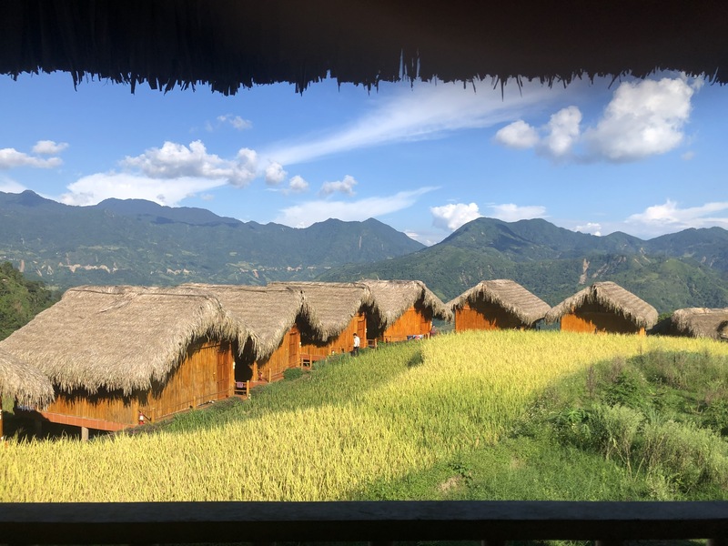 Stagione del riso maturo a Ha Giang