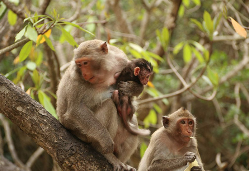 monkey island