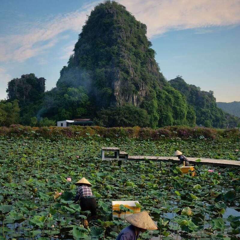 L'immagine del fiore di loto non è solo presente nella vita quotidiana, ma è anche legata alla storia nazionale, apparendo nella poesia, nella musica, nella pittura e nell'architettura del Vietnam.