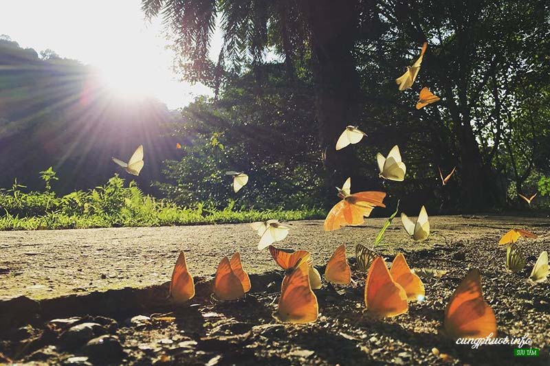 La bellezza del Parco Nazionale di Cuc Phuong nella stagione delle farfalle