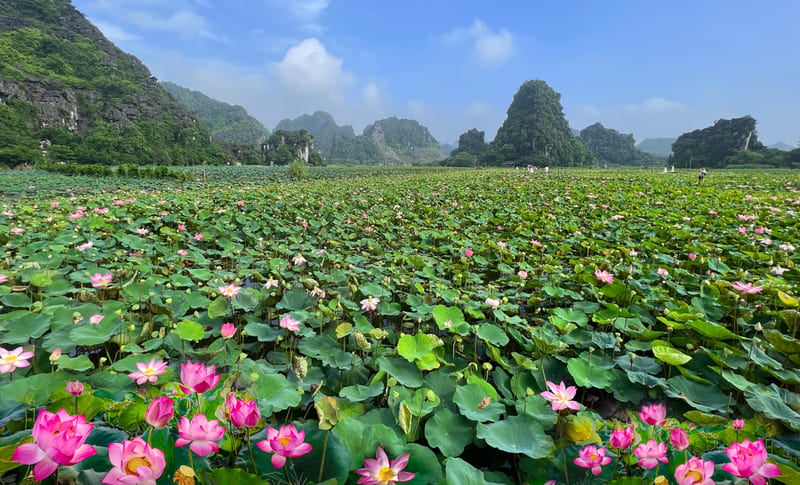 Ninh Binh durante la stagione dei loto