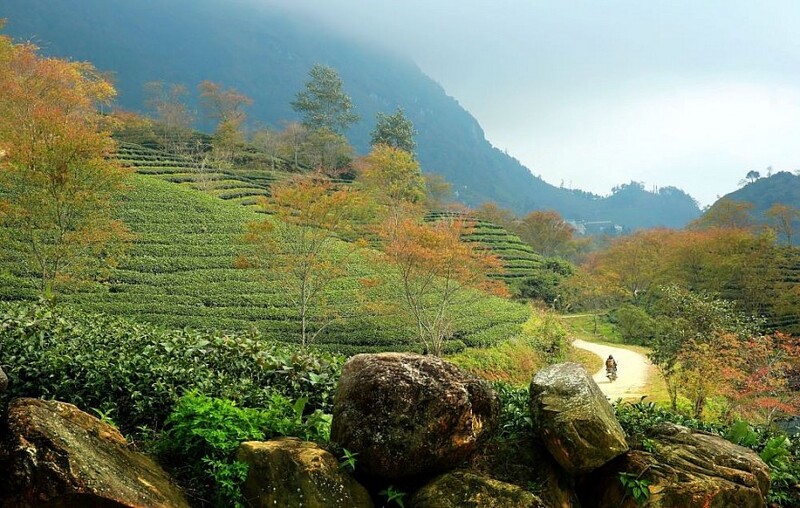 fiori di ciliegio a Sapa