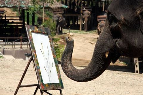 Elephant Camp a Chiang Mai: vivi unavventura indimenticabile