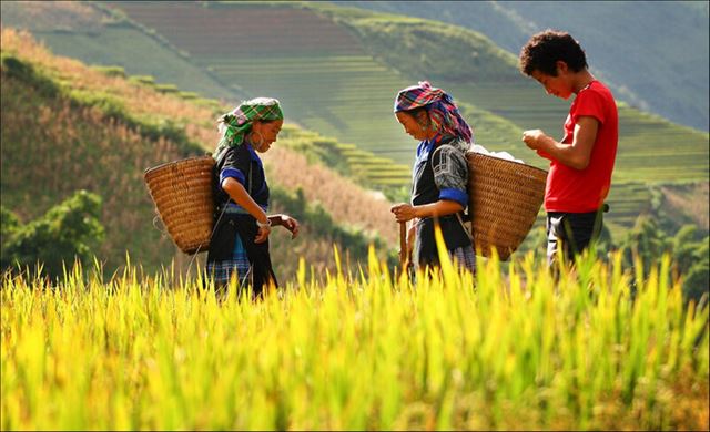 Hoang Su Phi - Ha Giang 